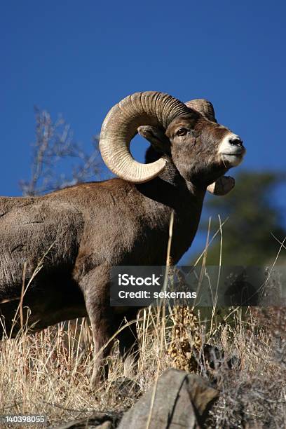 Photo libre de droit de Mouflon Des Rocheuses banque d'images et plus d'images libres de droit de Amérique du Nord - Amérique du Nord, Biologie, Bleu