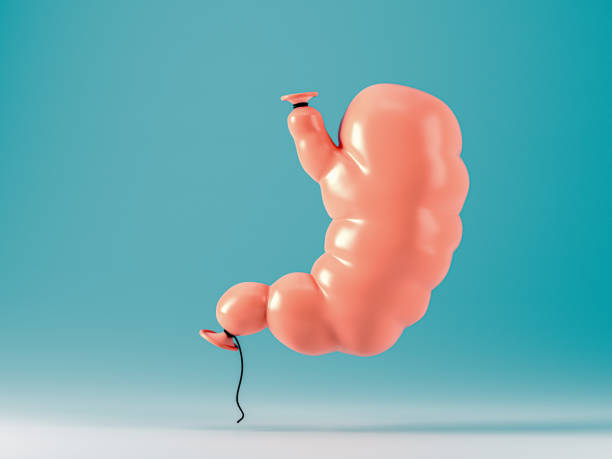 Human stomach made of pumped over balloon Human stomach made of pumped over balloon. Concept of binge eating and obesity human stomach internal organ stock pictures, royalty-free photos & images
