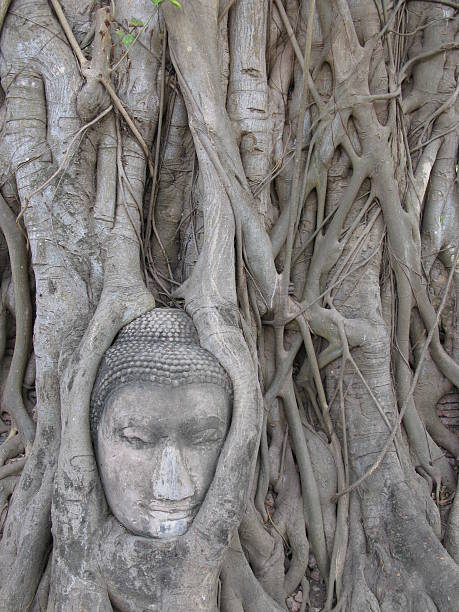 Budda in the tree IV stock photo