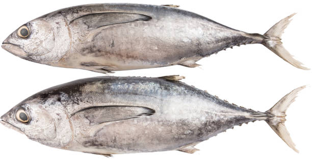 raw bluefin tuna, whole fish seafood, food, animal fin, tail fin, tail, vertebrate, animal body part, fishing industry, grilled fish, vitality, catch of fish, silver color, saltwater fish, preparation, salmon, trout, tilapia, grouper, isolated on white, background, animal fin, seafood, meat, sea, meal, gourmet, close-up, dinner, cooking, delicious, health, ingredient, fried, fresh water, mackerel, eating, lunch, protein, acid, omega-3, macro, dieting, underwater, river, agriculture, organic, nature, healthy eating atún rojo crudo, pescado entero marisco, alimento, aleta animal, aleta caudal, cola, vertebrado, parte del cuerpo animal, industria pesquera, pescado a la parrilla, vitalidad, captura de pescado, color plata, pescado de agua salada, preparación, salmón,