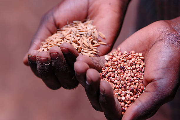 manos sosteniendo semillas 2 - africa farmer african descent agriculture fotografías e imágenes de stock