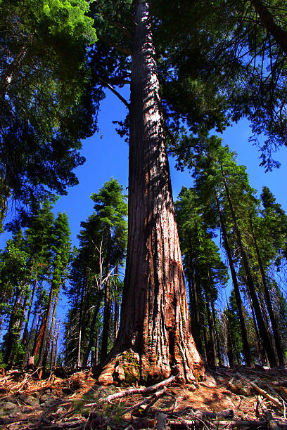 Mariposa Grove, Yosemite National Park