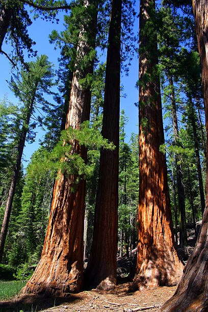 istock The Bachelor and Three Graces, Mariposa Grove 140398202