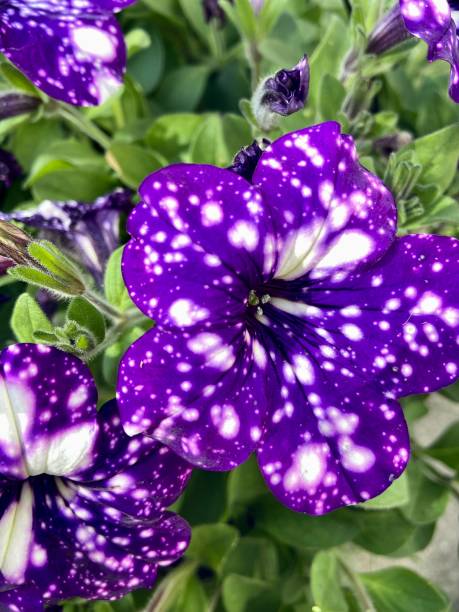 istock Close up of ‘night sky’ petunia 1403982286