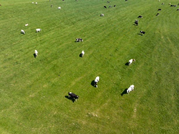 istock Cows in a green pasture during springtime seen from above 1403982393