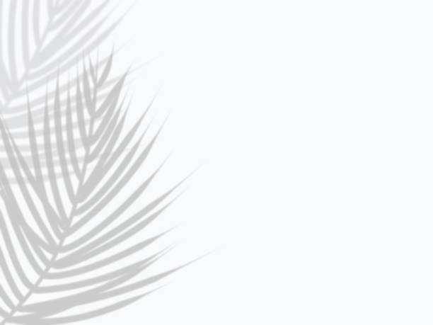 istock Background illustration with shadows of palm leaves 1403983103
