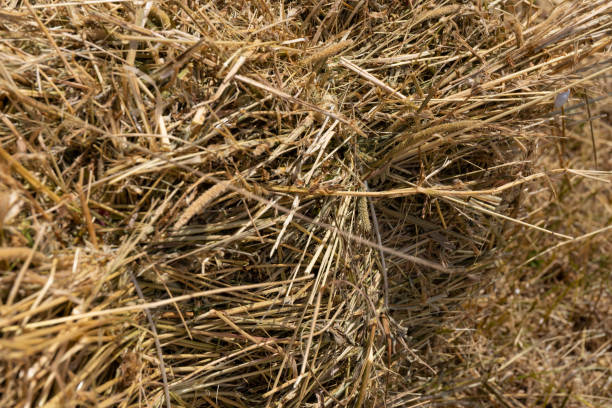 istock Haystack or hay straw. Mowed dry grass (hay) in stack on farm field. Hay pile stack farmer mowed for animal feeding. Bale of hay harvest. 1403983147