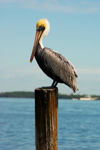 A close up of a pelican by the water in Clearwater Beach, Florida, USA.