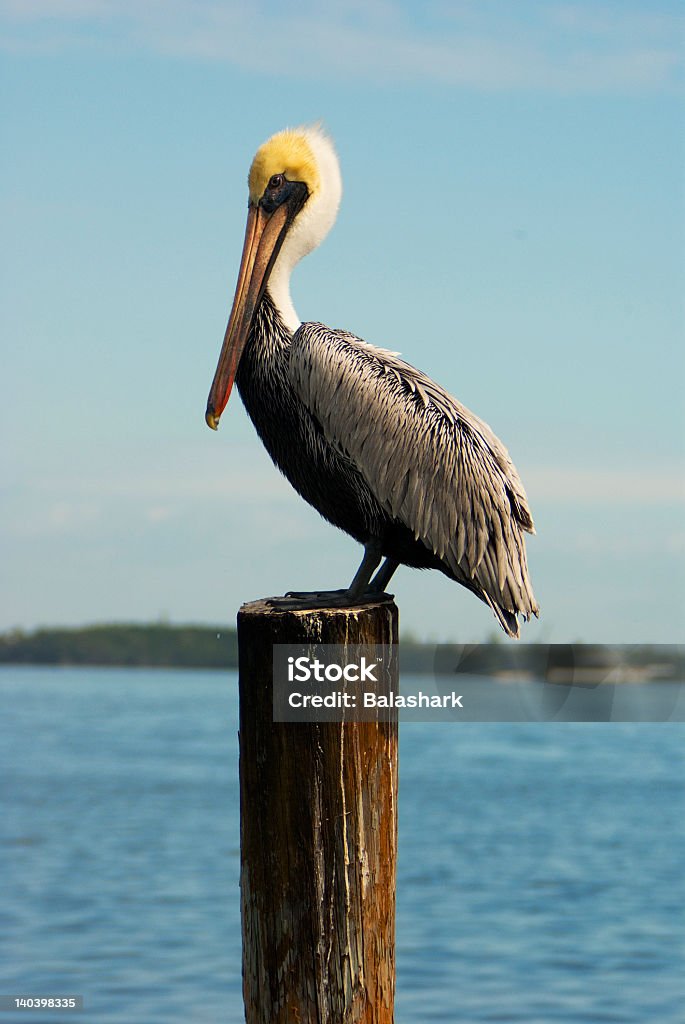 Pelican-1 A Pelican stands watch over a boat dock Pelican Stock Photo