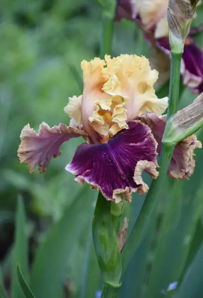Beautiful two tone bearded iris flower blooming in a garden.