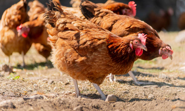 istock Chickens on traditional free range poultry farm 1403984000