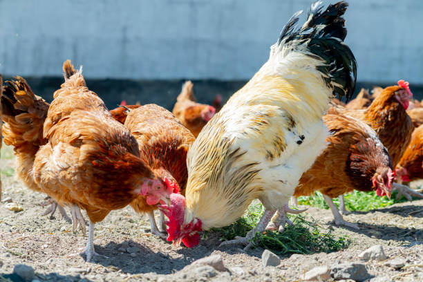 istock Chickens on traditional free range poultry farm 1403984036