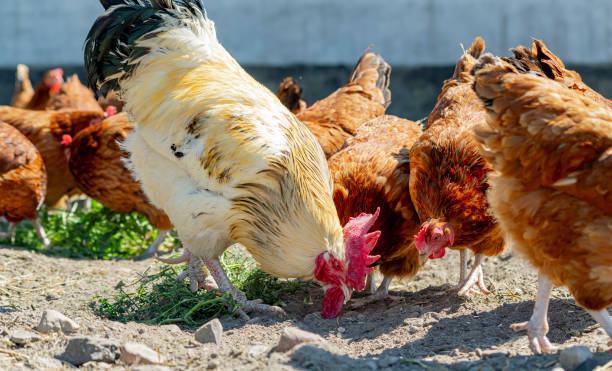istock Chickens on traditional free range poultry farm 1403984052