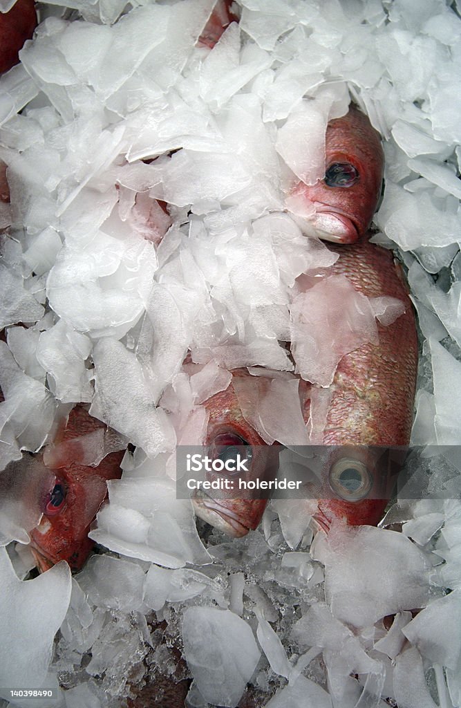 Kalte Fisch Augen - Lizenzfrei Anlegestelle Stock-Foto