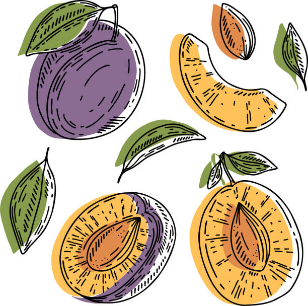 ilustrações, clipart, desenhos animados e ícones de conjunto de ameixas vetoriais: ameixas inteiras, fatia, metade, inteiras e folhas. coleção de frutas abstratas amarelas e roxas com contorno preto isolado no fundo branco. - plum leaf fruit white