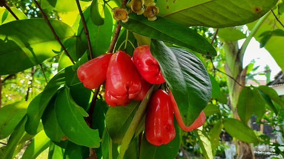 This summer feels very fresh. Finally, the bell fruit in the garden behind the house appeared. The heat of summer will be overcome with fresh bell fruit.