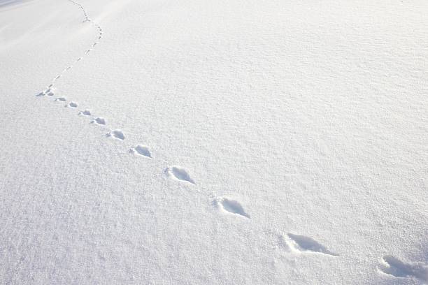 huellas de un conejo en la nieve - clear sky diagonal snow winter fotografías e imágenes de stock