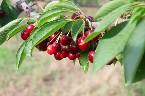 Bunch of fresh cherries hanging on a branch