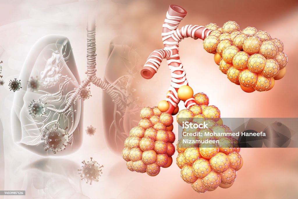 Alveoli anatomy, tiny air spaces in the lungs through which exchanges oxygen and carbon dioxide, 3d illustration Inflammation Stock Photo