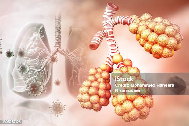 Alveoli Anatomy Tiny Air Spaces In The Lungs Through Which Exchanges Oxygen And Carbon Dioxide 3d Illustration Stock Photo - Download Image Now