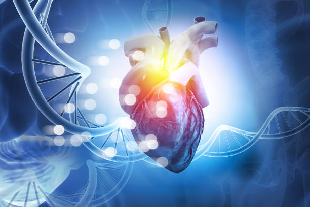 Human heart anatomy. 3d illustration