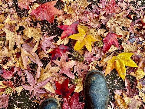 Horizontal looking down to walking through vibrant autumn maple leaves fallen on ground with black boots