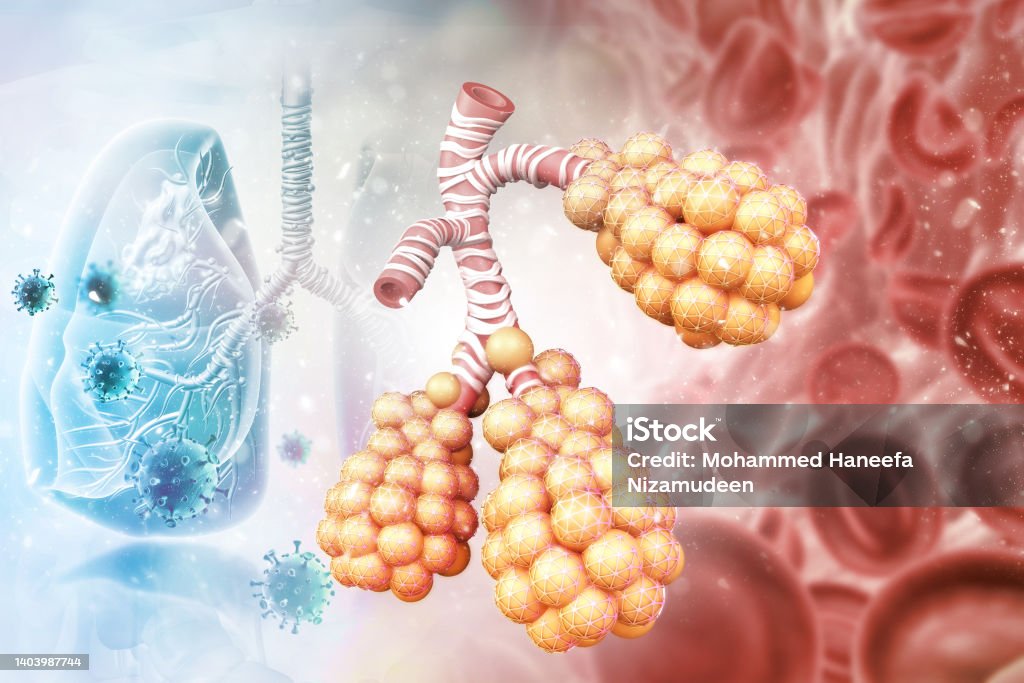 Alveoli in lungs, Alveoli are the air sacs at the end of the respiratory tree of the lungs, 3d illustration Bronchi Stock Photo
