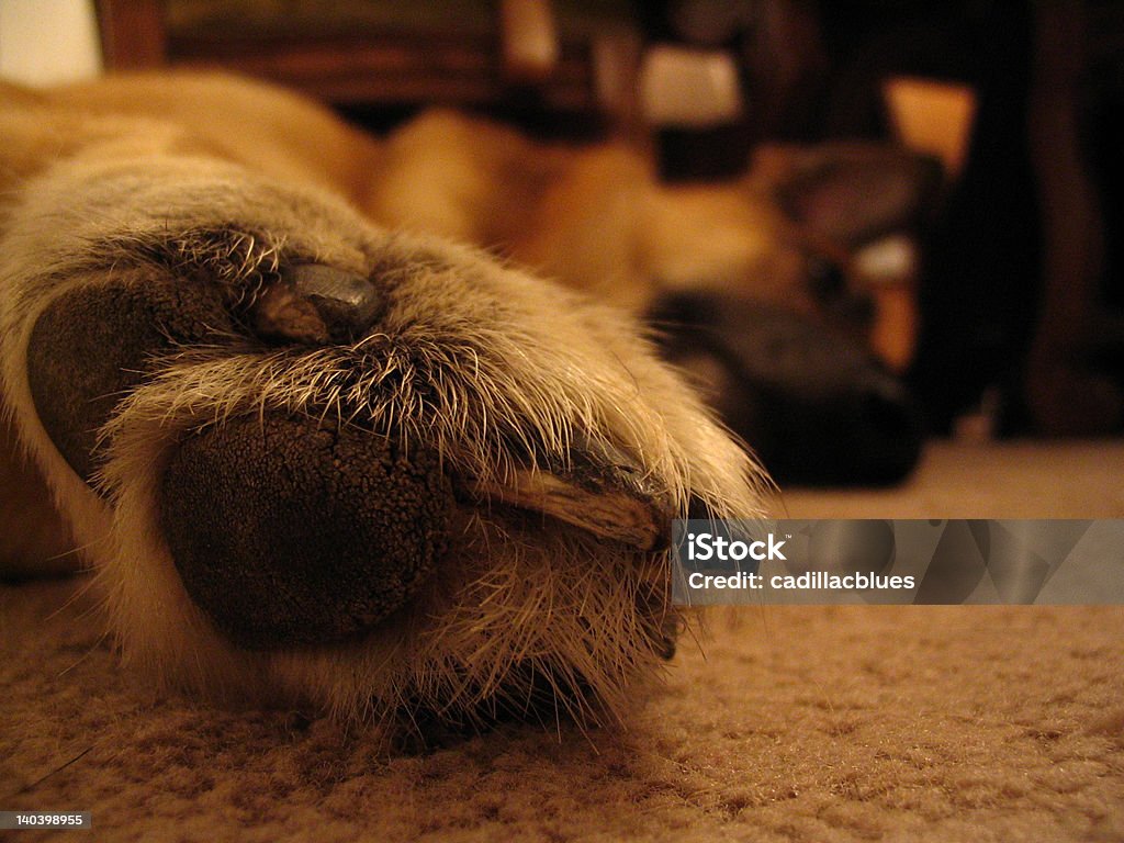 Dog Paw Dog laying the floor from abusy day. Animal Body Part Stock Photo