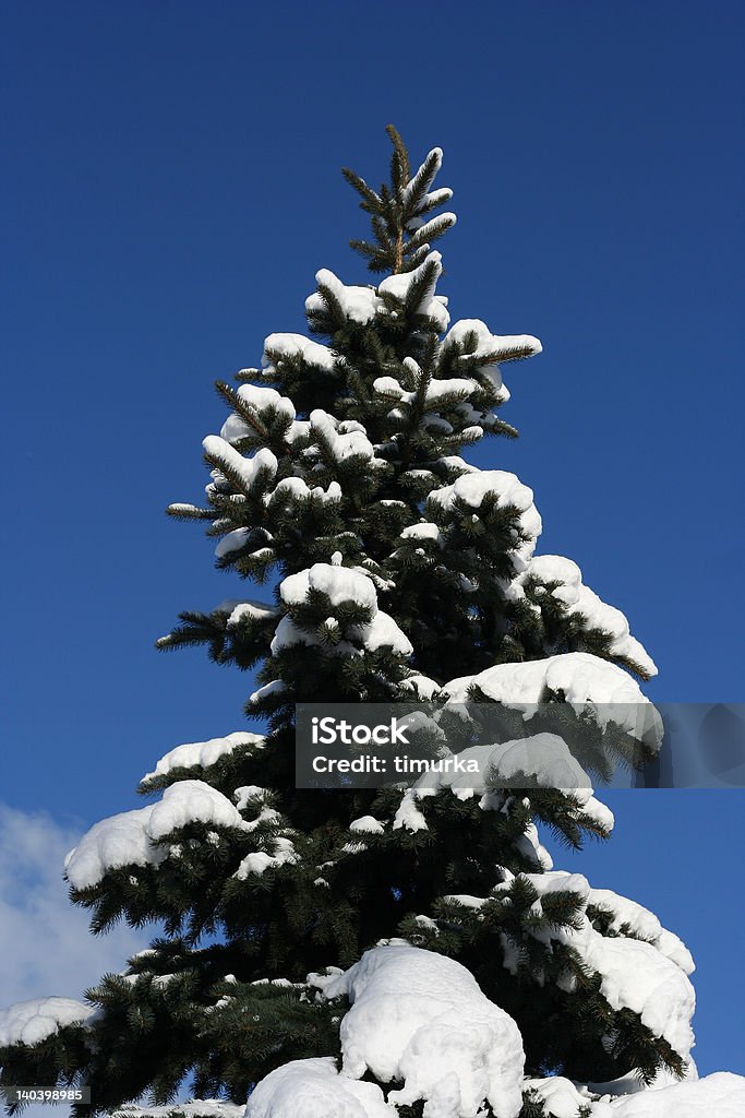 Wunderschöne Winter-Baum - Lizenzfrei Ast - Pflanzenbestandteil Stock-Foto