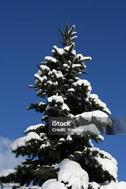 Wunderschöne Winterbaum Stockfoto und mehr Bilder von Ast - Pflanzenbestandteil - Ast - Pflanzenbestandteil, Baum, Bildhintergrund