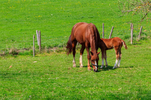 istock Mare horse and her foal on a green meadow 1403990042