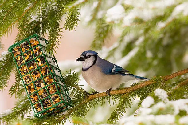 A blue jay sits in an evergreen next to a suet feeder following a snowstorm in Illinois