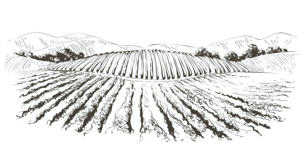 вектор виноградная плантация холмов ландшафт. рисунок рядов виноградников с винными пятнами. иллюстрация эскиза линии - vineyard napa valley agriculture sunset stock illustrations