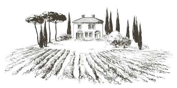 illustrations, cliparts, dessins animés et icônes de paysage de collines de plantation vectorielle de vigne. dessin de rangées de vignes avec des taches de vin. illustration d’esquisse au trait - tuscan cypress