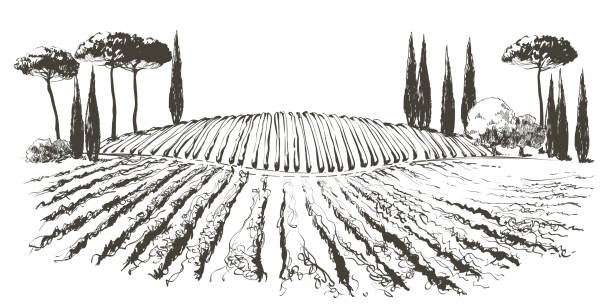 illustrations, cliparts, dessins animés et icônes de paysage de collines de plantation vectorielle de vigne. dessin de rangées de vignes avec des taches de vin. illustration d’esquisse au trait - napa valley california valley vineyard