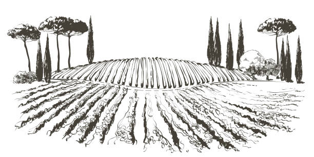 벡터 포도 나무 농장 언덕 풍경. 와인 얼룩이있는 포도원 줄 그리기. 선 스케치 그림 - vineyard napa valley agriculture sunset stock illustrations