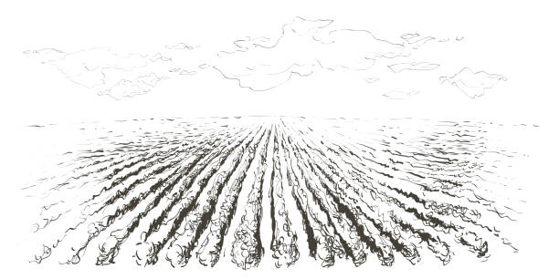 ilustraciones, imágenes clip art, dibujos animados e iconos de stock de paisaje de colinas de plantación de vid vectorial. dibujo de hileras de viñedos con manchas de vino. ilustración de boceto de línea - vine vineyard wine california