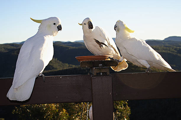 Three Sulphur-crested Cockatoos in Australia This is a picture of three sulphur-crested cockatoos in the Blue Mountains region of Sydney,Australia three parrots stock pictures, royalty-free photos & images
