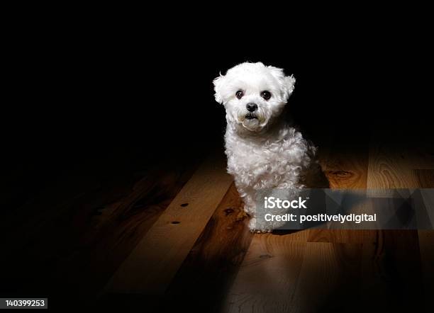 Foto de Alle Sobre O Piso De Madeiradelei e mais fotos de stock de Alto contraste - Alto contraste, Amizade, Animal