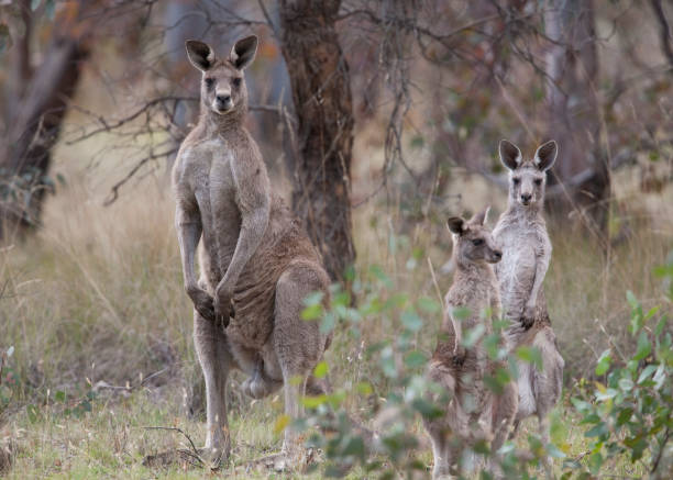 Kangaroos look at each other Kangaroos look at each other eastern gray kangaroo stock pictures, royalty-free photos & images