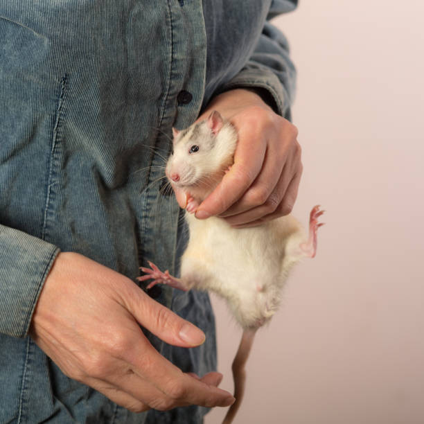 istock domestic rat in the hands 1403993057