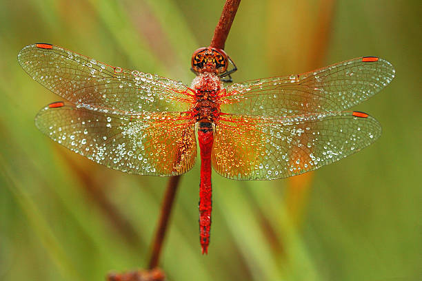 Heidelibelle Dragon-Fly Insect - Free photo on Pixabay