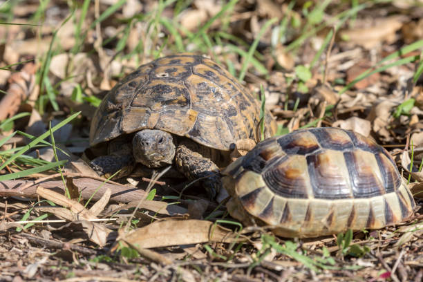 istock Two wild tortoises sit in grass close-up 1403993623