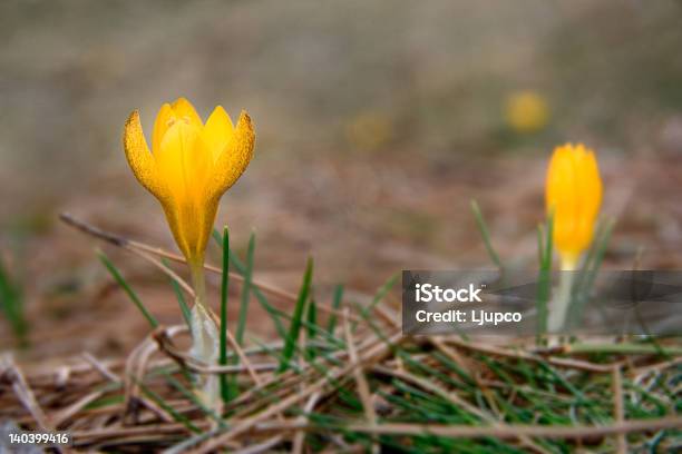 Photo libre de droit de Crocus De Fleurs Sauvages Sur La Nature banque d'images et plus d'images libres de droit de Arbre en fleurs - Arbre en fleurs, Beauté de la nature, Botanique