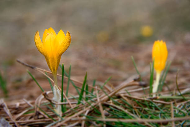 istock Wild crocus flowers in the nature 140399416