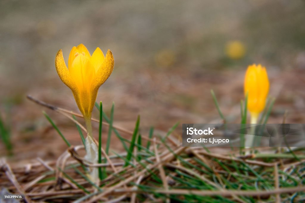 crocus flores silvestres na natureza - Foto de stock de Amarelo royalty-free