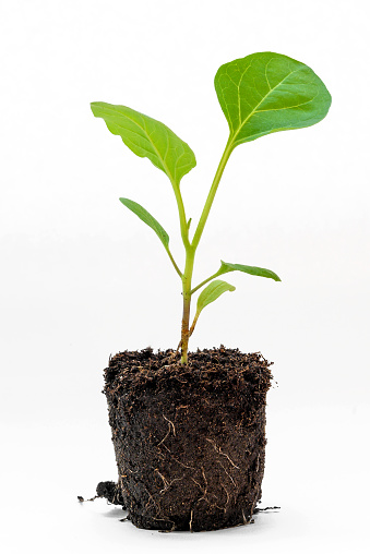 sprout of a young eggplant with roots and earth for agriculture close-up on a white background