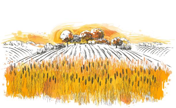 векторный сельский летний пейзаж поле спелой пшеницы на холмах - country bread stock illustrations