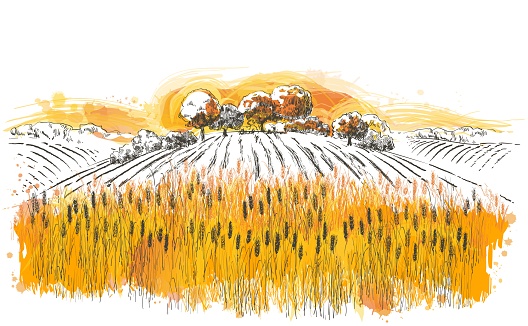 Rural summer landscape a field of ripe wheat on hills and dales in the background. A trees, plants, forest panorama. Hand drawn vector watercolor illustration.