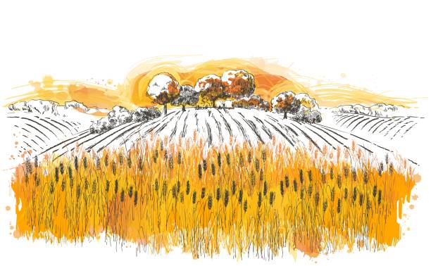 Vector rural summer landscape a field of ripe wheat on hills Rural summer landscape a field of ripe wheat on hills and dales in the background. A trees, plants, forest panorama. Hand drawn vector watercolor illustration. wheat backgrounds stock illustrations